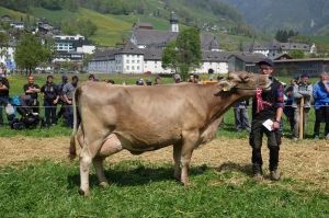 6k-Schneuter ltere Sesan Edelweiss8.Lakt. Tngi Andreas Grafenort